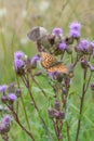 Creeping thistle Cirsium arvense var. arvense flowers and with butterflies Royalty Free Stock Photo